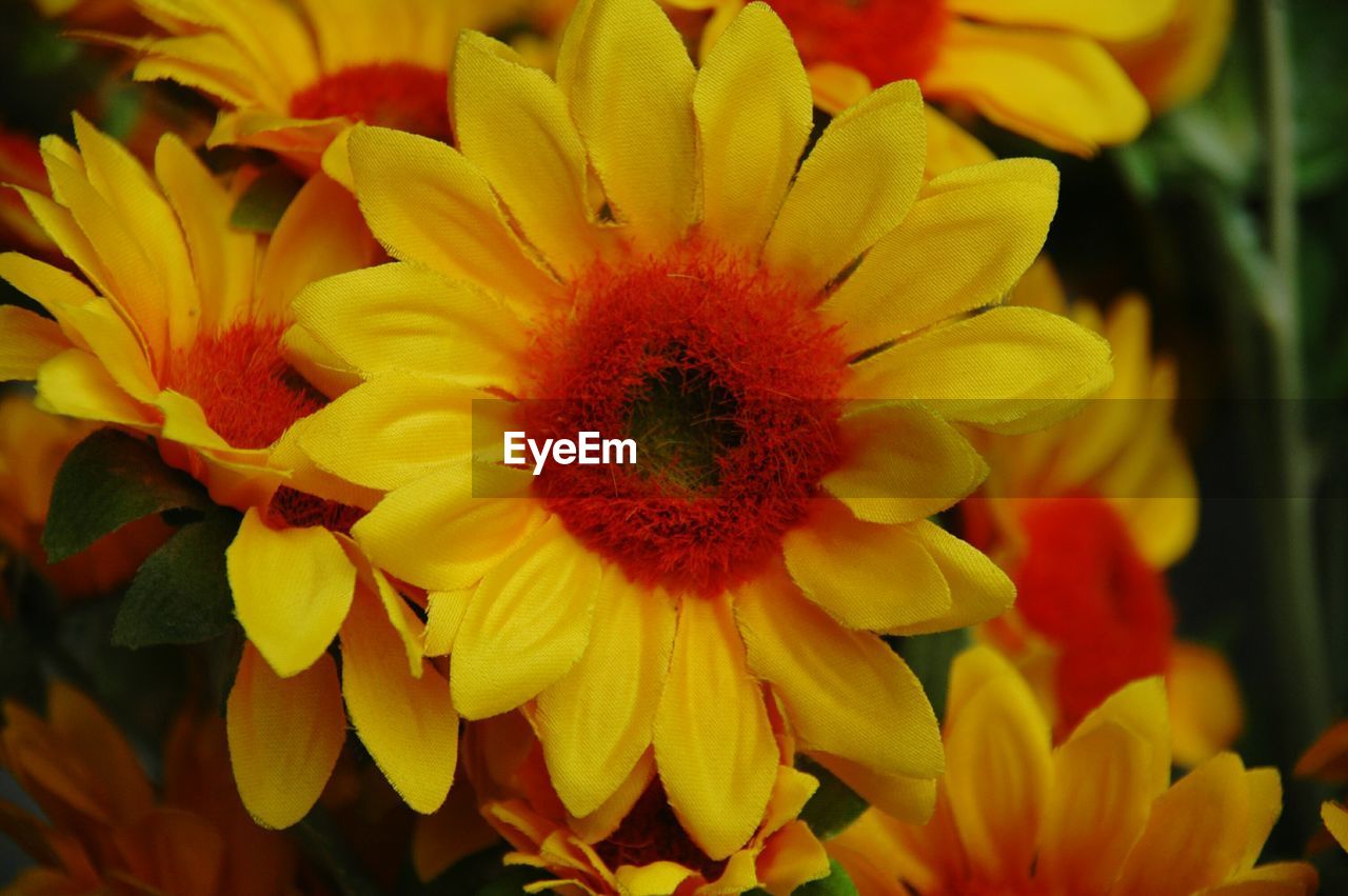 CLOSE-UP OF RED YELLOW FLOWERS BLOOMING OUTDOORS