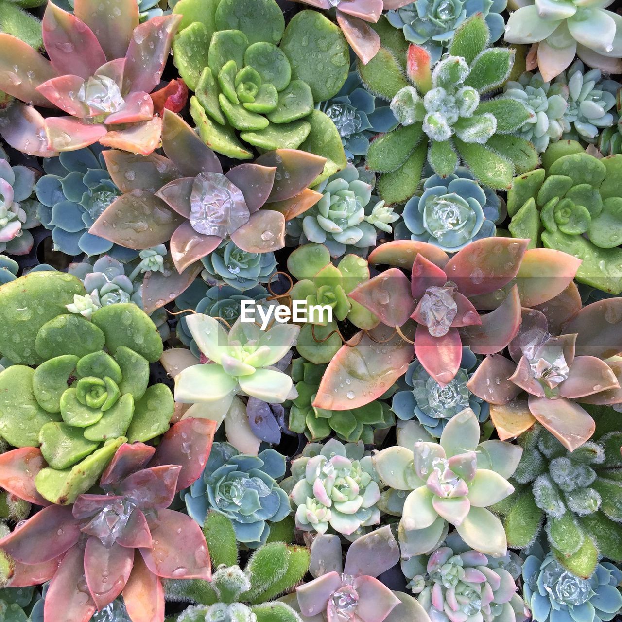 CLOSE-UP OF PLANTS WITH WATER DROPS