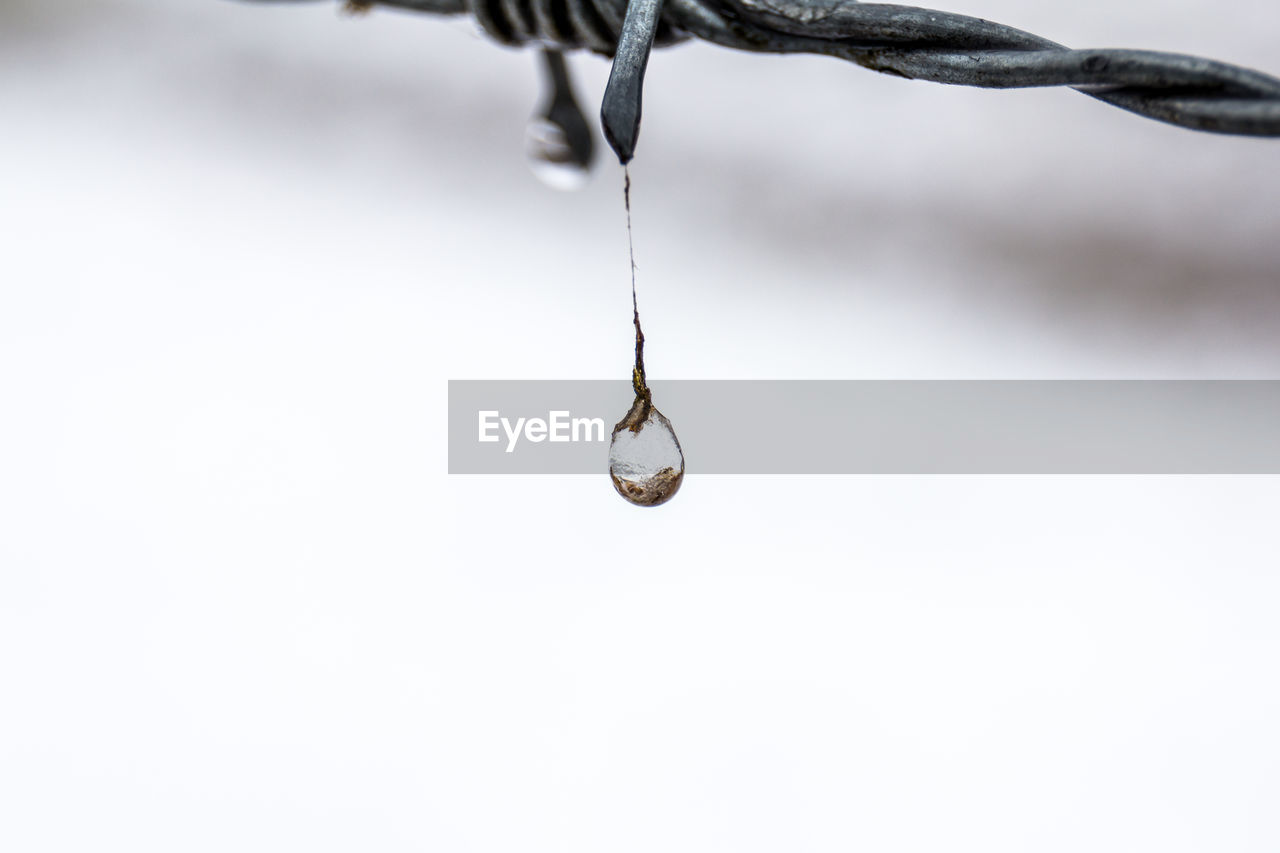 Close-up of water drop falling from barbed wire
