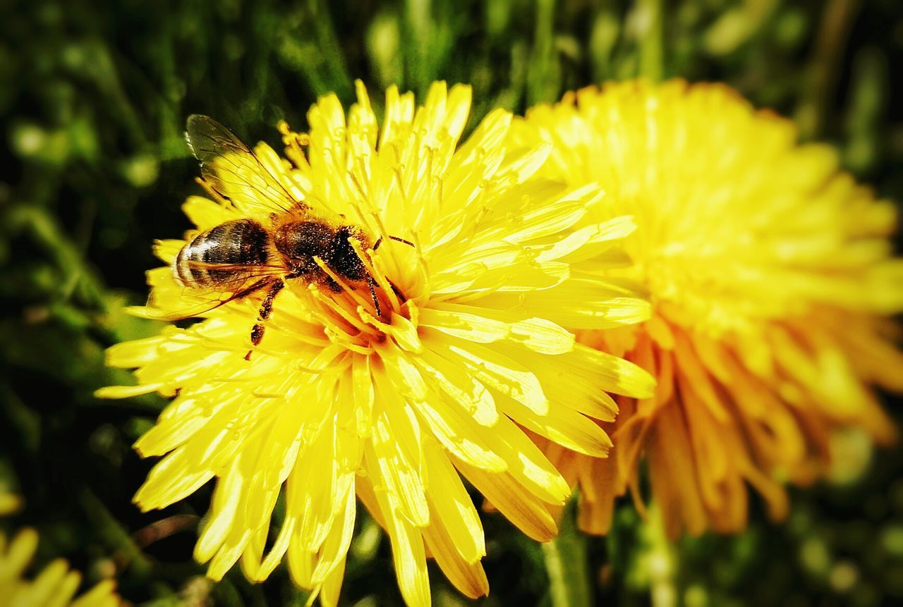 Close-up of bee pollinating on flower