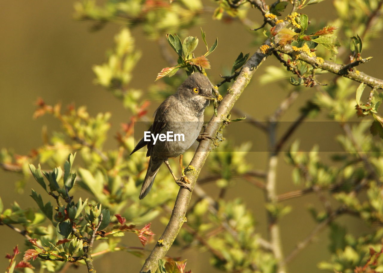 BIRD PERCHING ON TREE