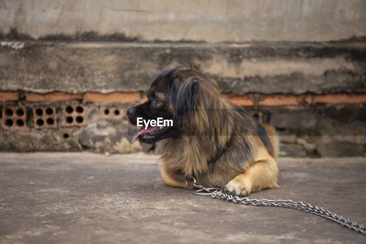 Dog looking away while sitting on footpath