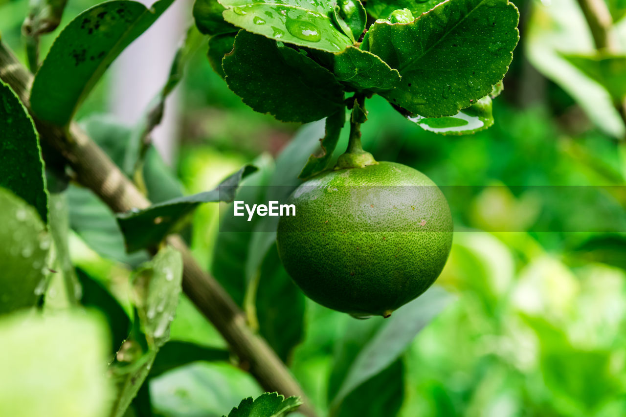 CLOSE-UP OF FRUIT GROWING ON PLANT