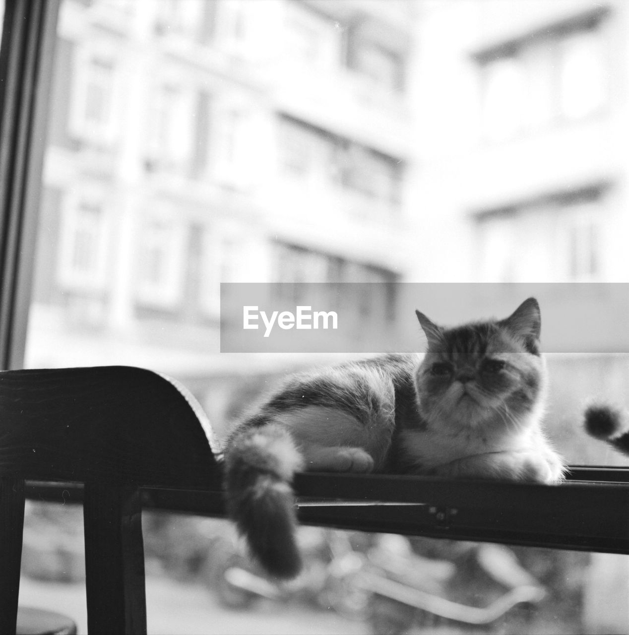 CAT SLEEPING ON A WINDOW