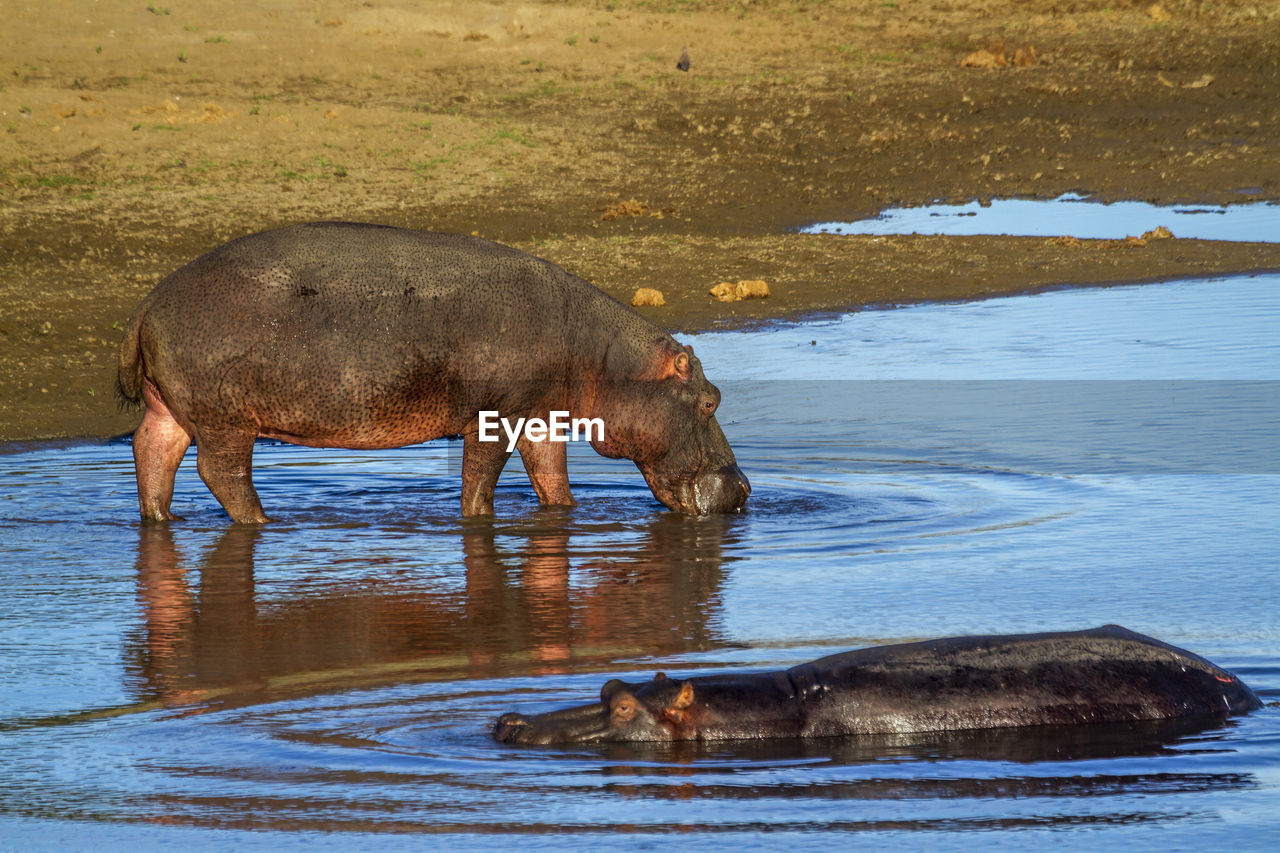 ELEPHANT DRINKING WATER IN LAKE