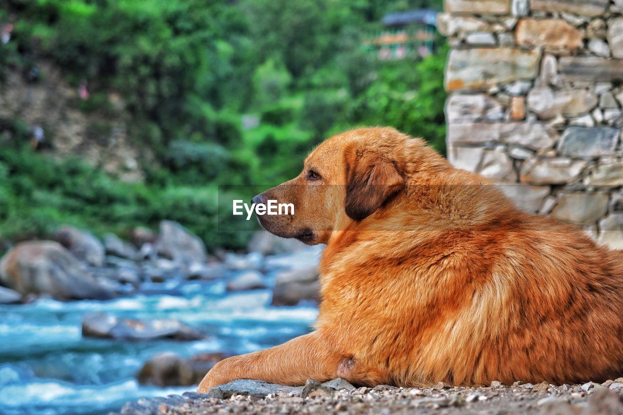 DOG LOOKING AWAY