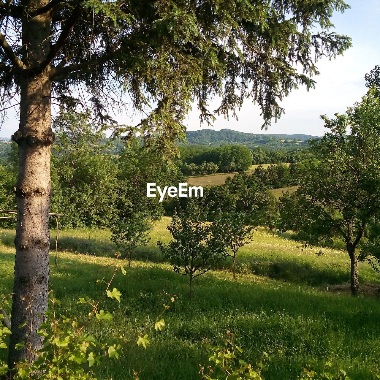 TREES ON FIELD AGAINST SKY