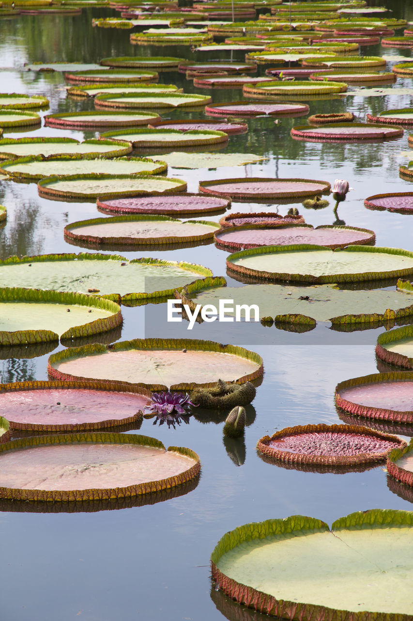 SCENIC VIEW OF WATER AT PARK