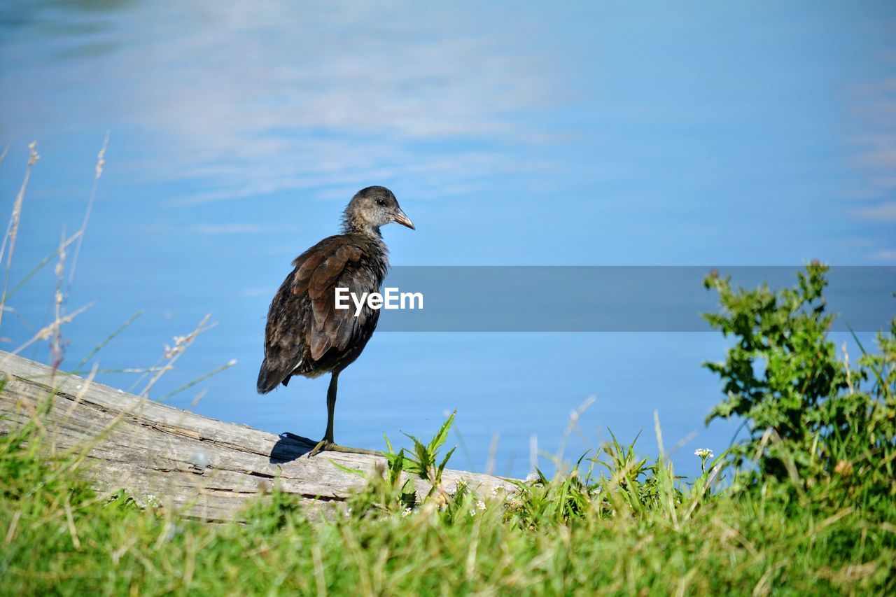 High angle view of bird perching on wood at lakeshore in bushy park