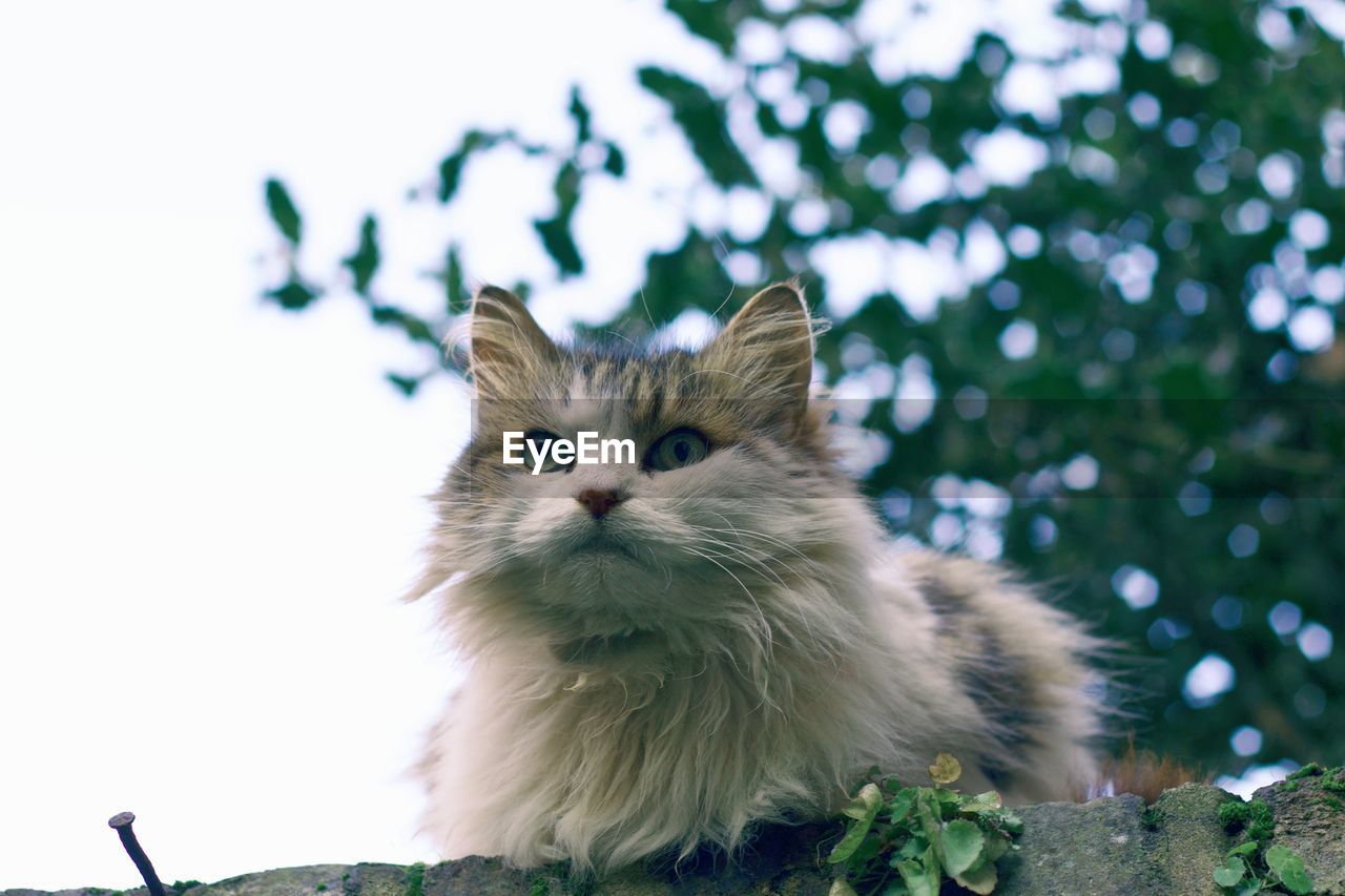 Low angle view of cat sitting against tree