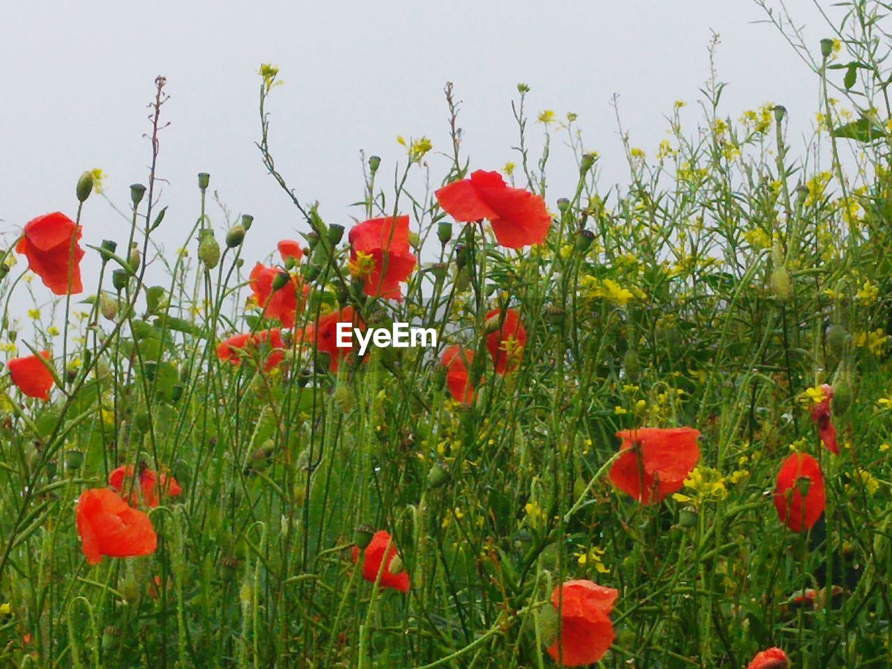 RED POPPY FLOWERS IN FIELD