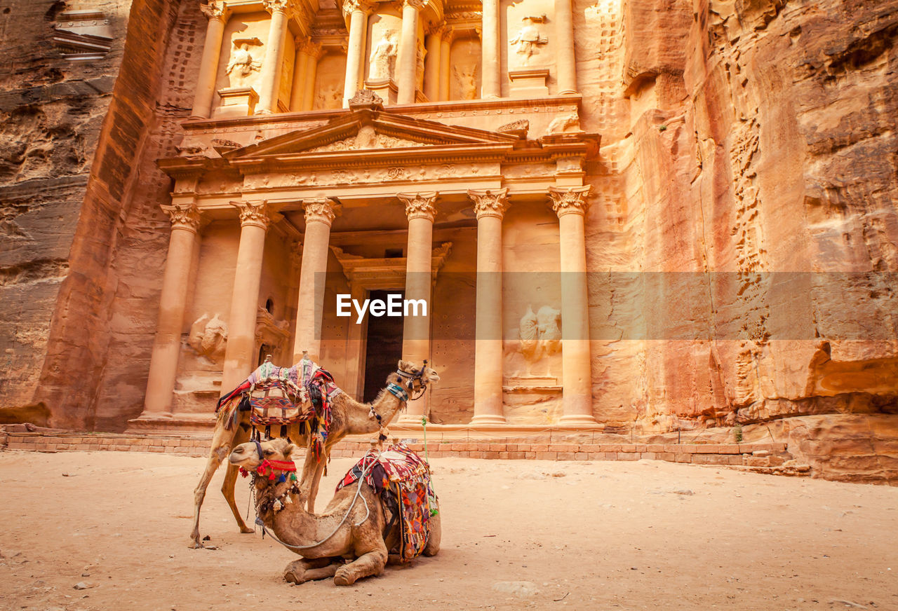 View of camels in petra jordan 