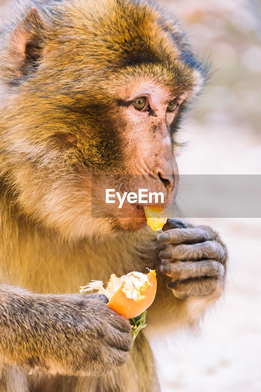 Close-up of monkey eating fruit outdoors