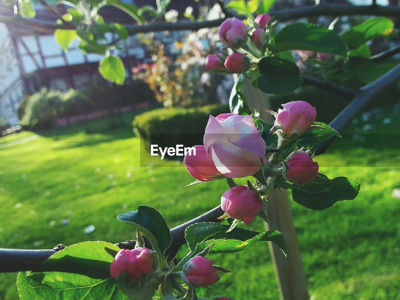 CLOSE-UP OF PINK FLOWERS BLOOMING IN PARK