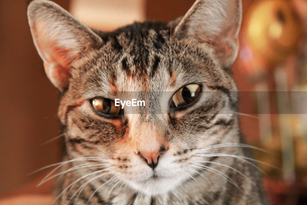 CLOSE-UP PORTRAIT OF TABBY