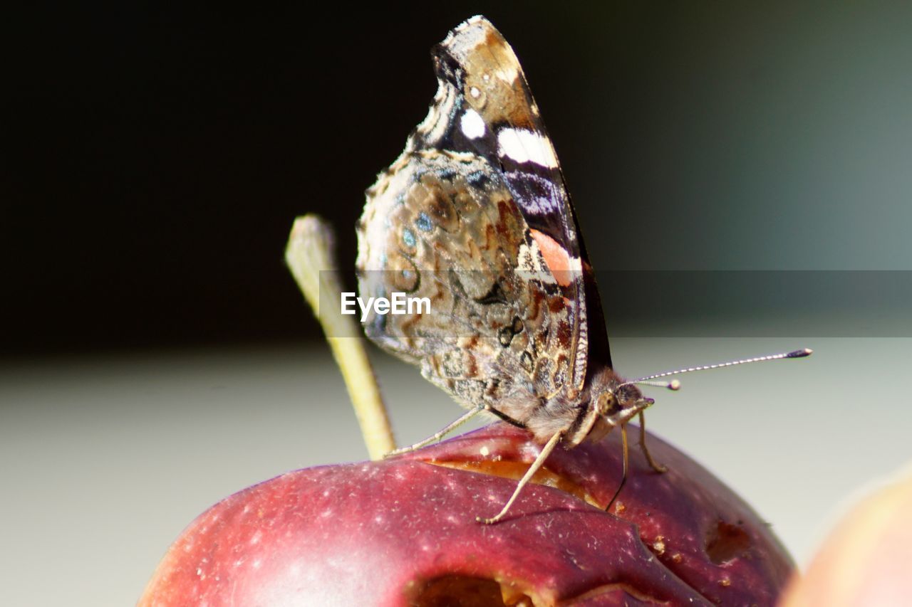 CLOSE-UP OF BUTTERFLY ON THE FRUIT