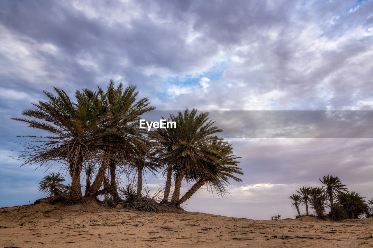 PALM TREES ON BEACH