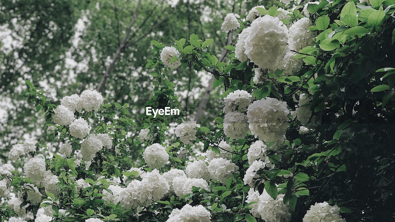 CLOSE-UP OF WHITE FLOWERING PLANTS AGAINST TREES