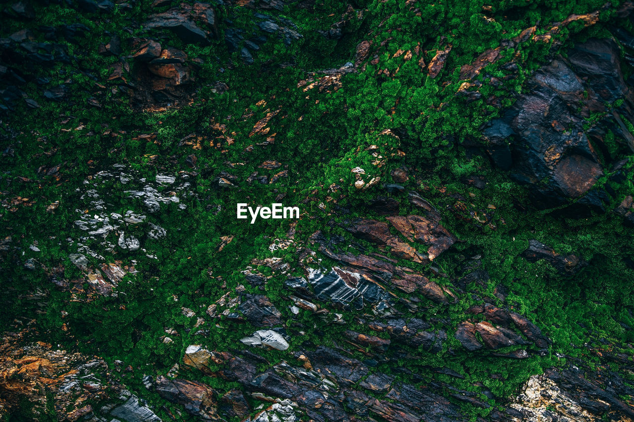 HIGH ANGLE VIEW OF TREES AND PLANTS GROWING ON ROCKS