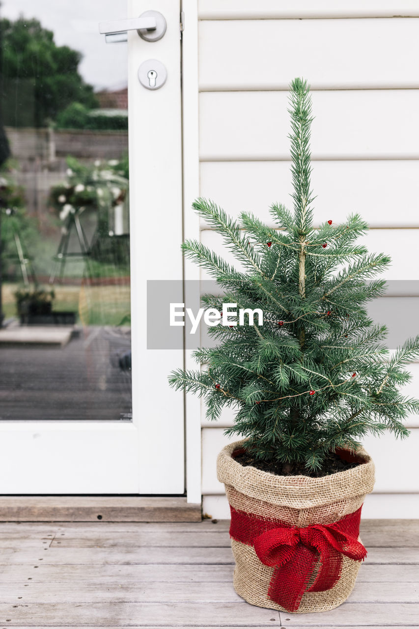 Close-up of christmas tree against wall