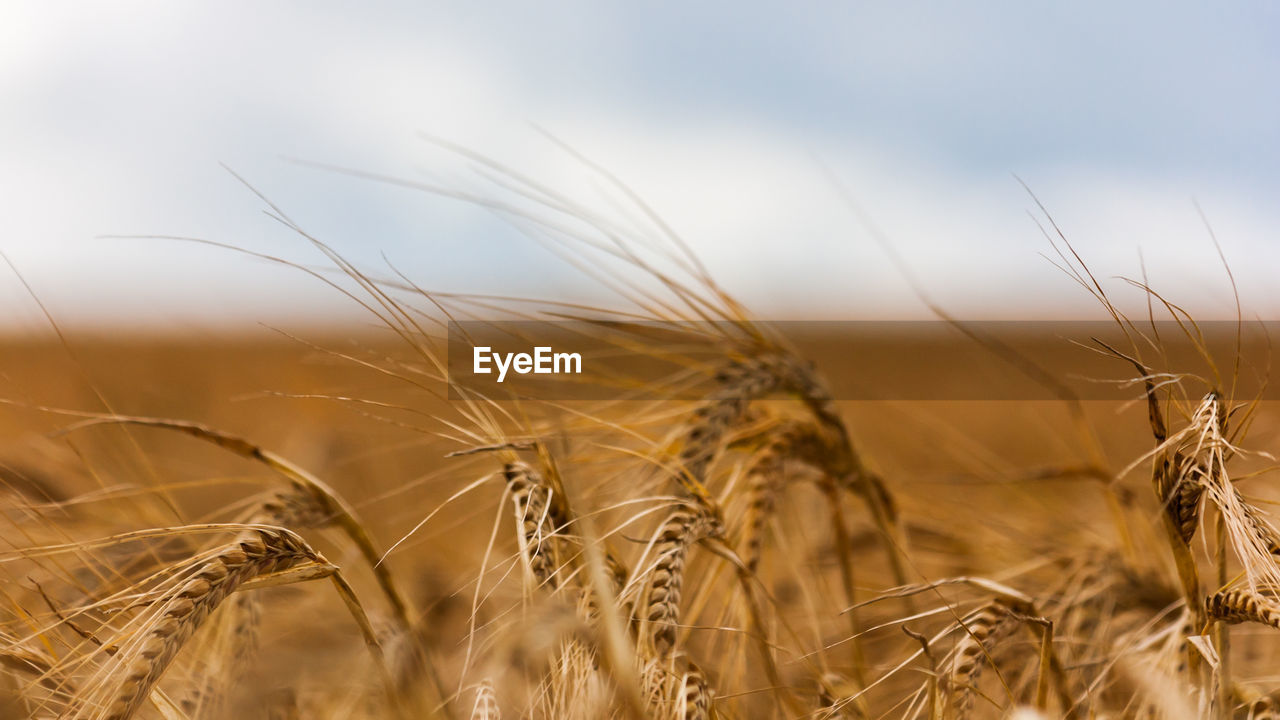 Close-up of wheat field