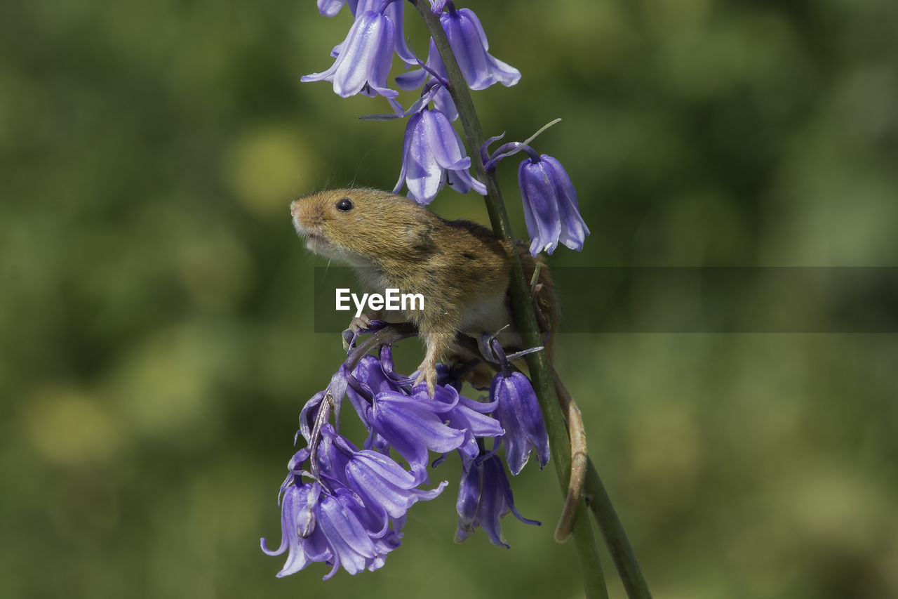 CLOSE-UP OF HONEY BEE PERCHING ON PURPLE FLOWER