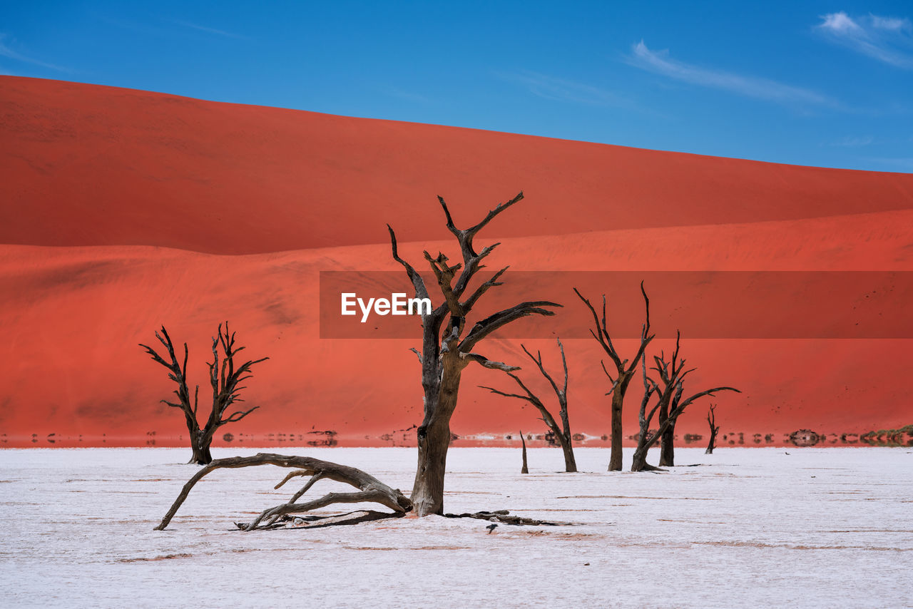 Bare trees on field against blue sky during sunny day