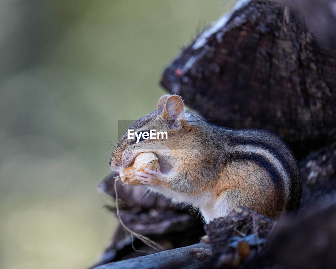 Close-up of squirrel