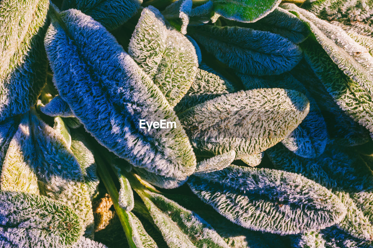 HIGH ANGLE VIEW OF PLANT LEAVES