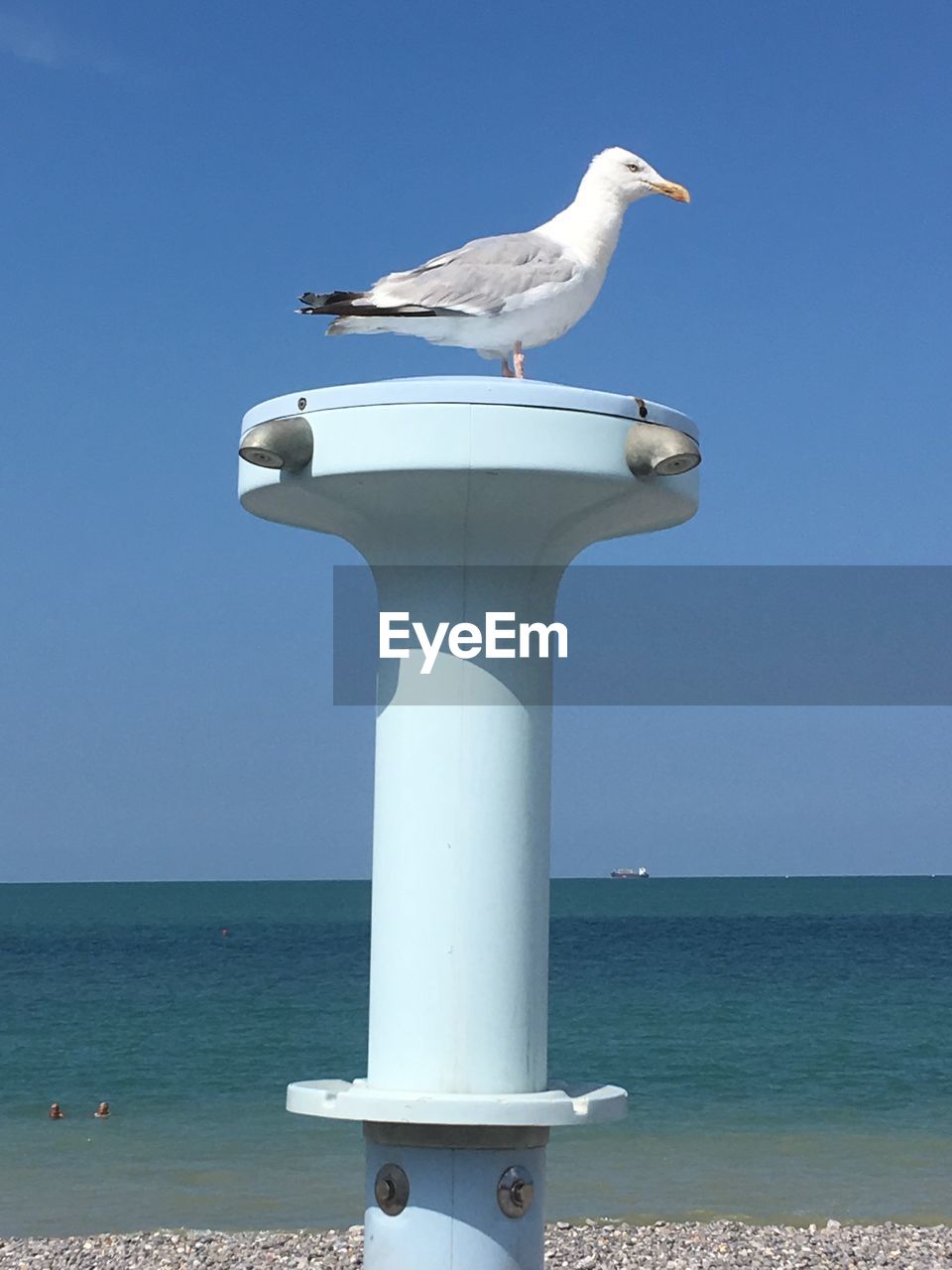 SEAGULLS PERCHING ON A SEA