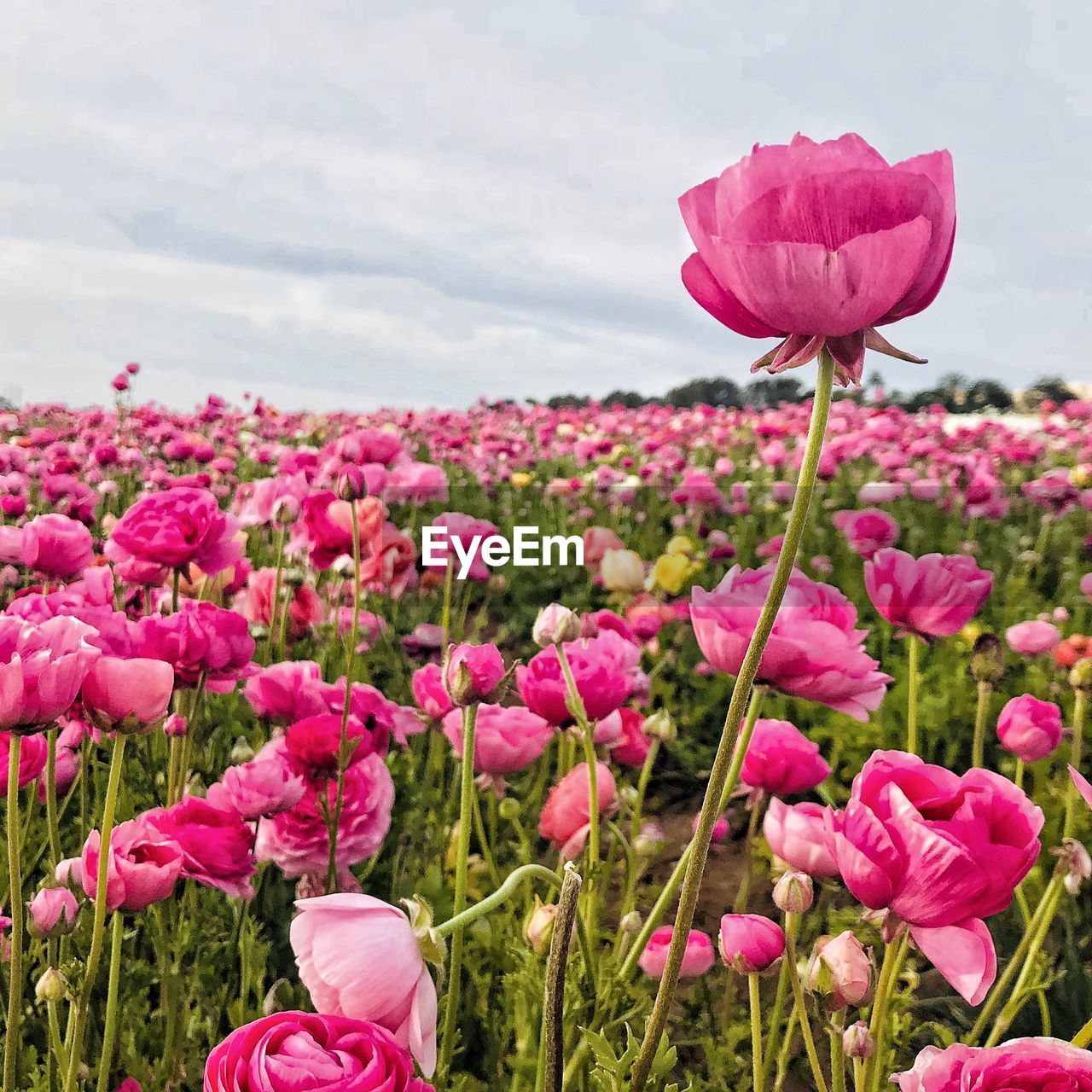 CLOSE-UP OF PINK TULIPS ON FIELD AGAINST SKY