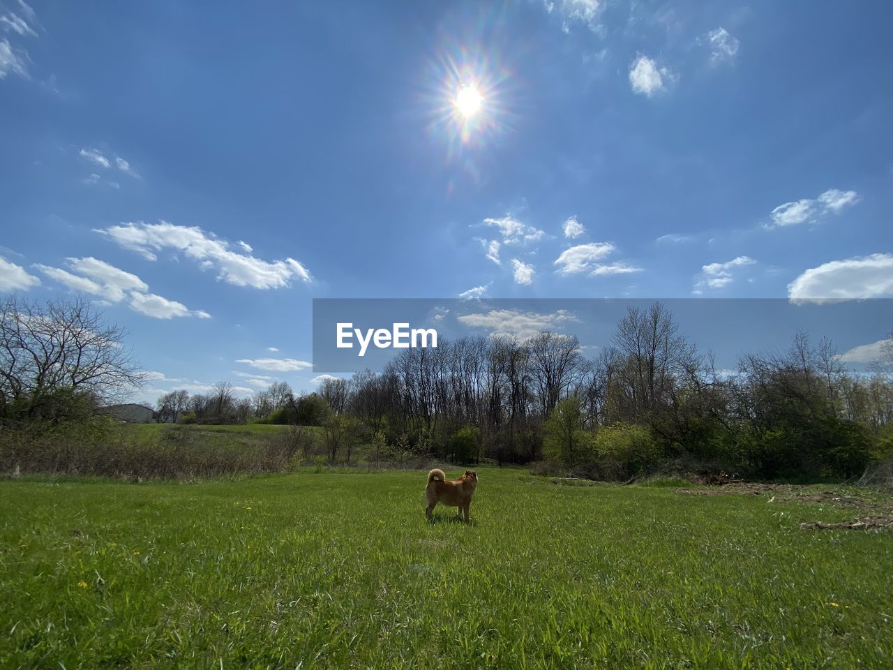 VIEW OF DOG ON GRASSY FIELD