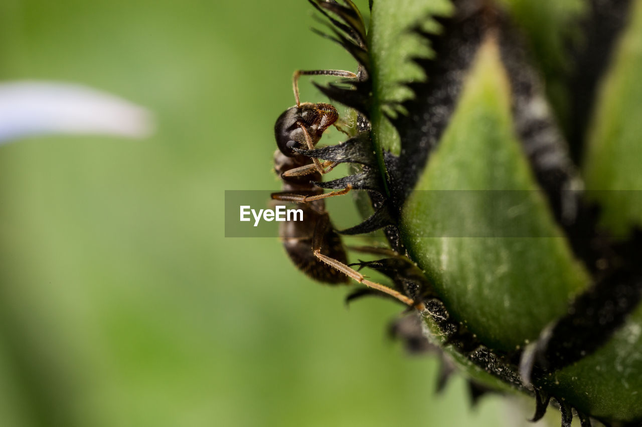 Close-up of ant on spiky plant