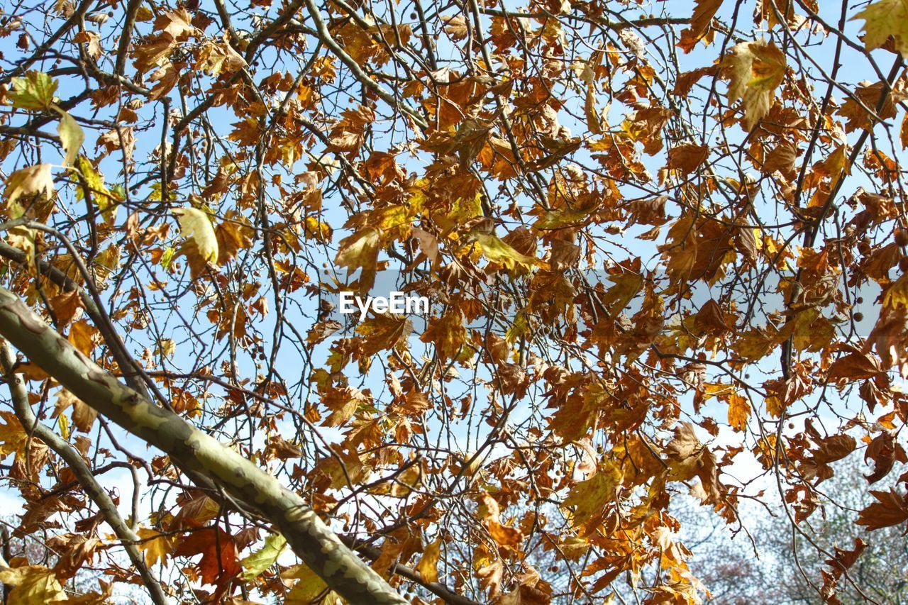 LOW ANGLE VIEW OF TREES DURING AUTUMN