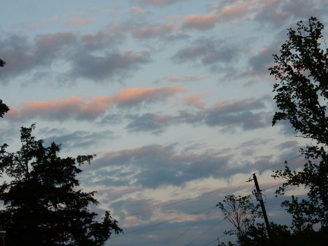 SILHOUETTE OF TREES AGAINST CLOUDY SKY