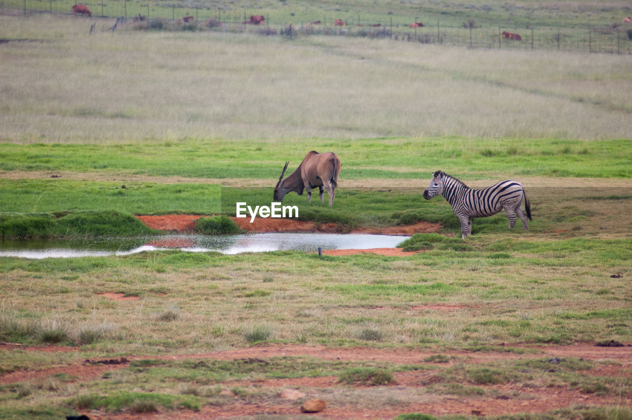 SHEEP ON FIELD