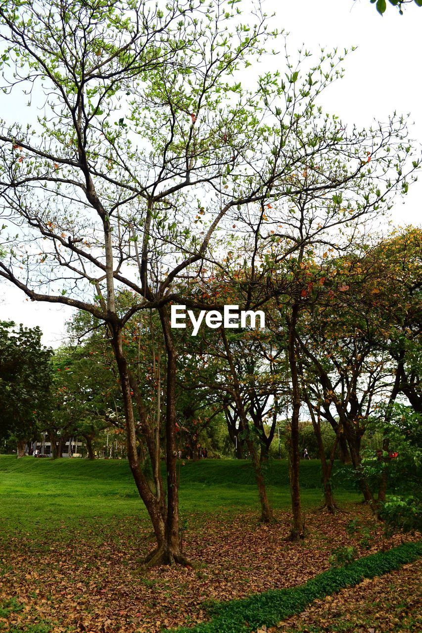 TREES ON GRASSY FIELD