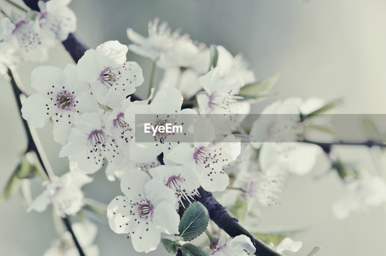 Close-up of white flowers blooming at park