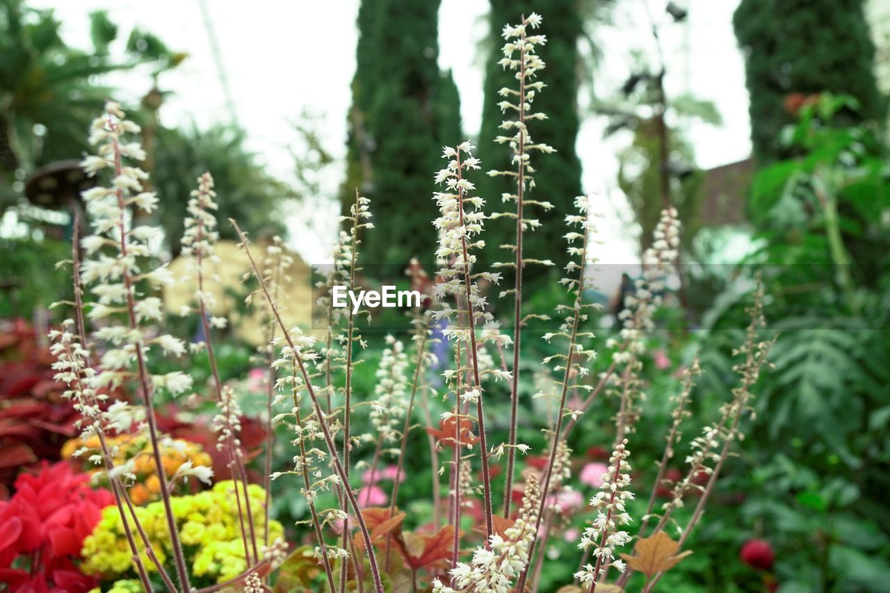 CLOSE-UP OF FLOWERING PLANT