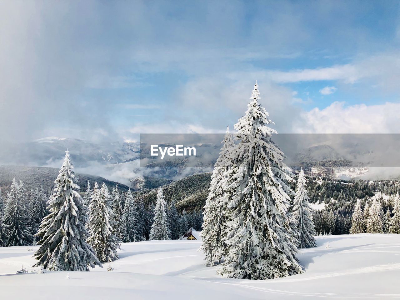 Pine trees on snow covered landscape against sky