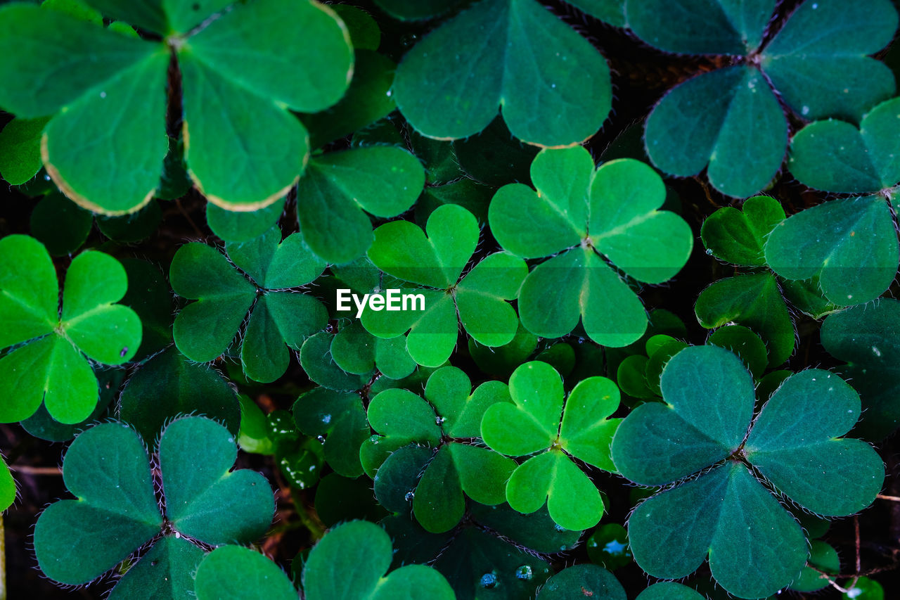 Green clover leaf background. shamrock. st. patrick's day holiday symbol, time to spring concept.