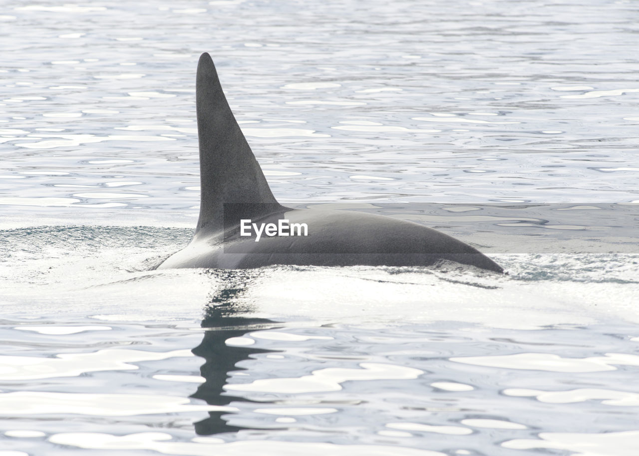 Killer whale swimming in sea at iceland