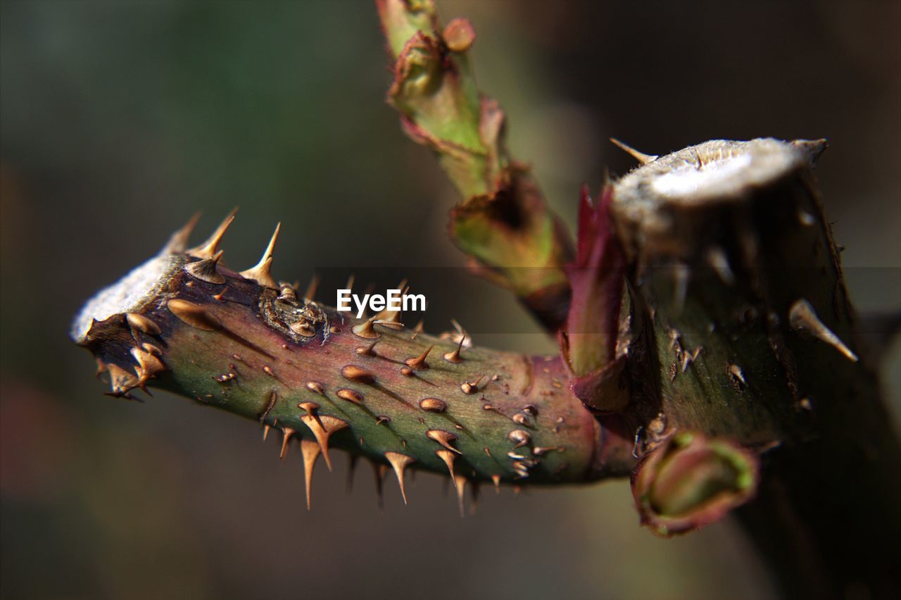 Close-up of thorns on plant