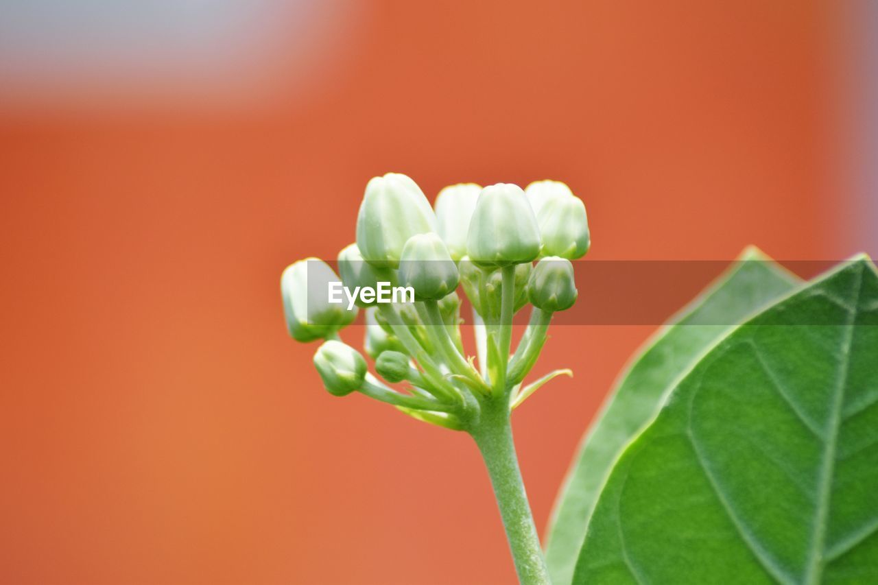 CLOSE-UP OF FLOWER BUD