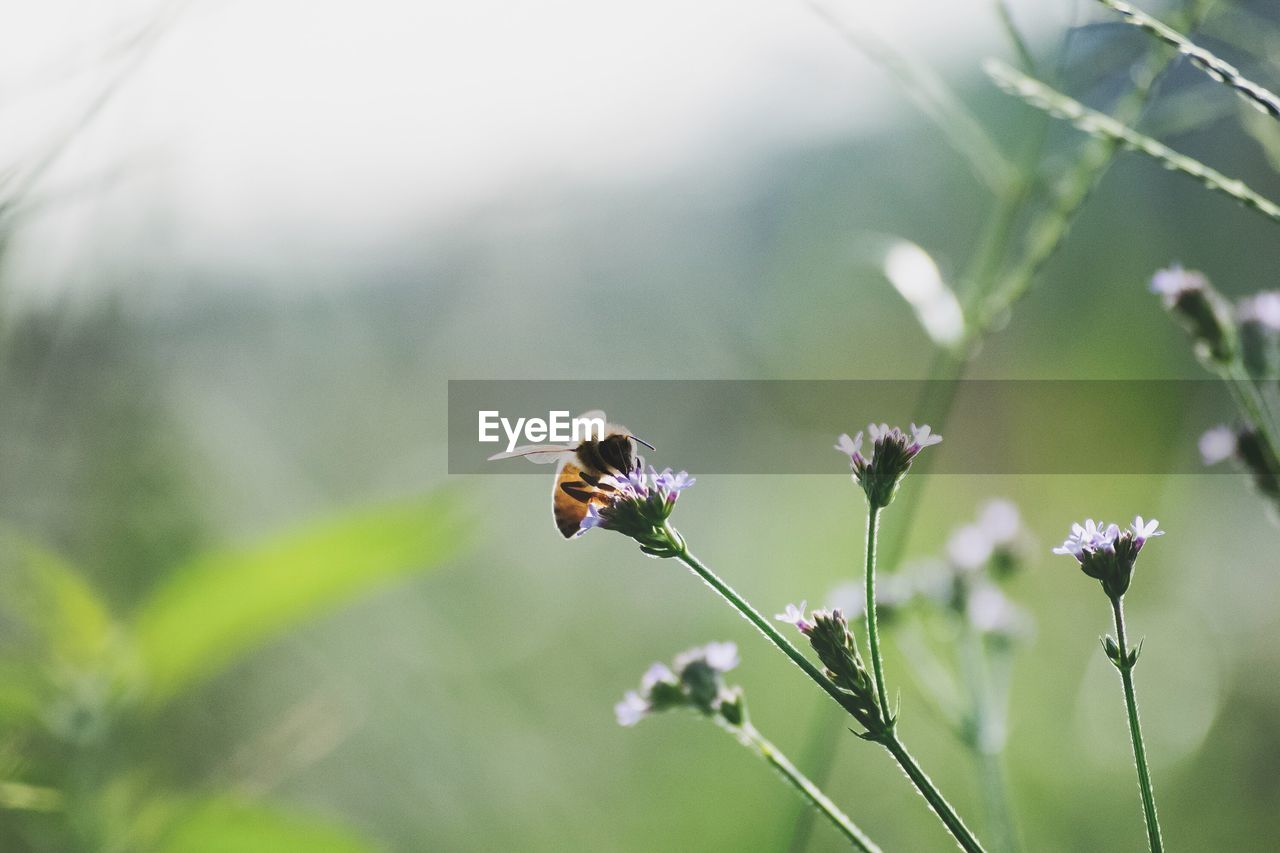 Close-up of honey bee pollinating on wildflower