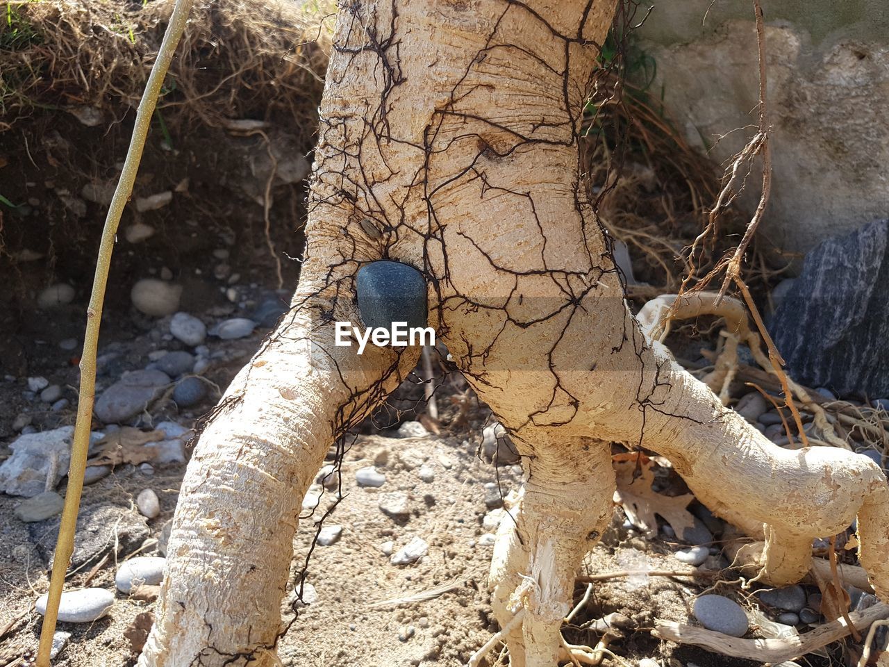 HIGH ANGLE VIEW OF BARE TREE