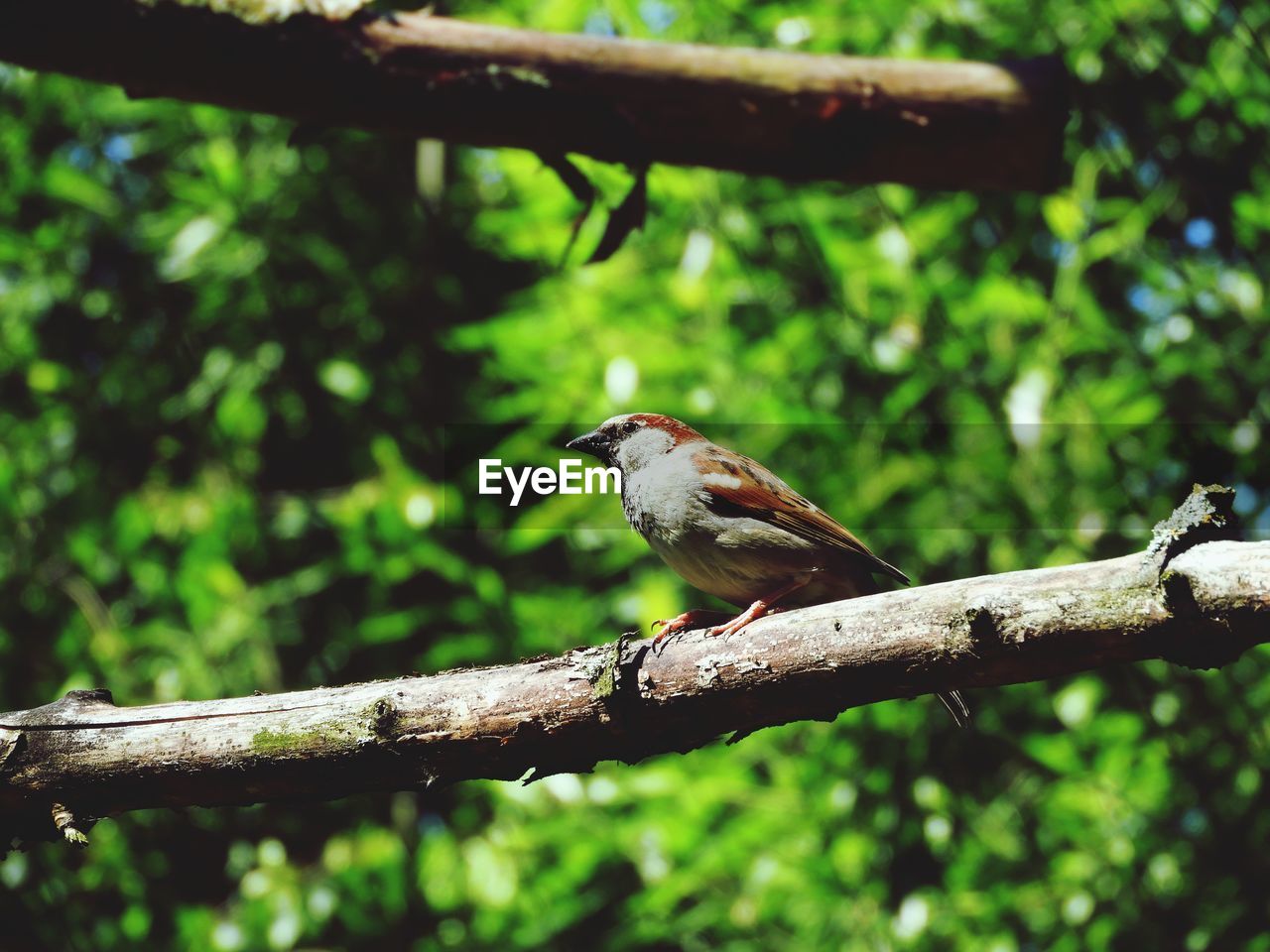 BIRD PERCHING ON BRANCH IN A FOREST