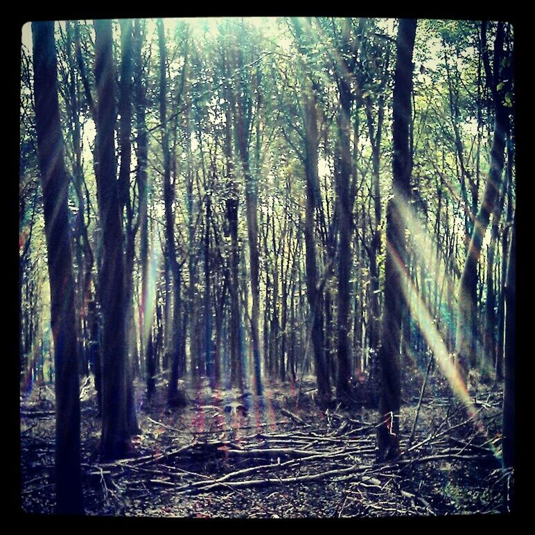 VIEW OF TREES IN FOREST