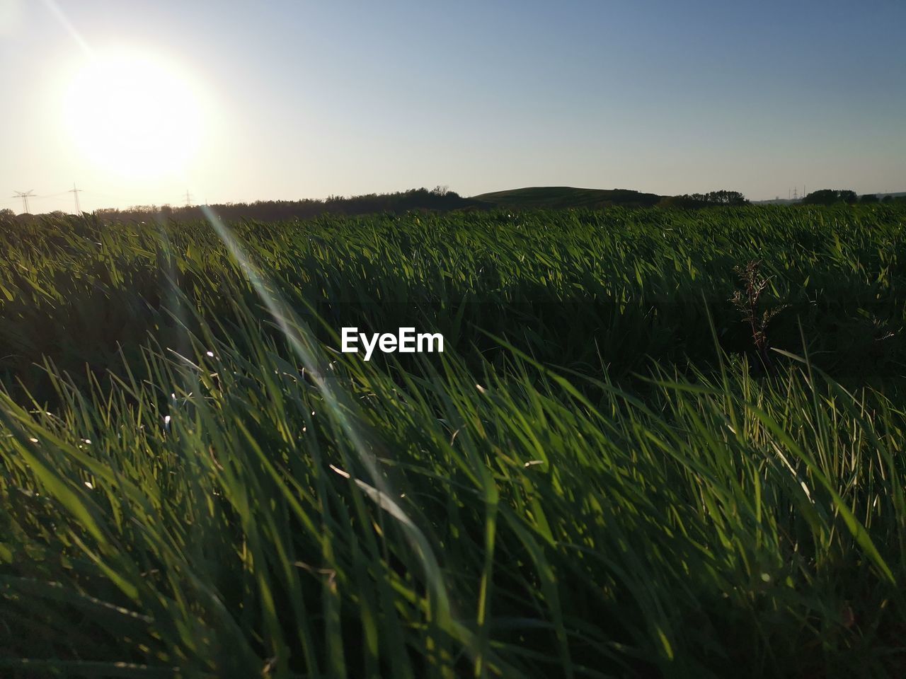 SCENIC VIEW OF FARM AGAINST SKY