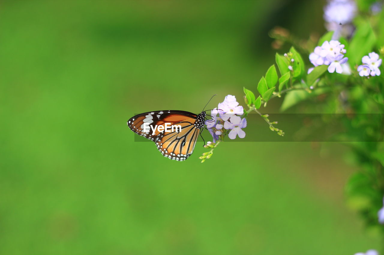 Close-up of butterfly pollinating on flower